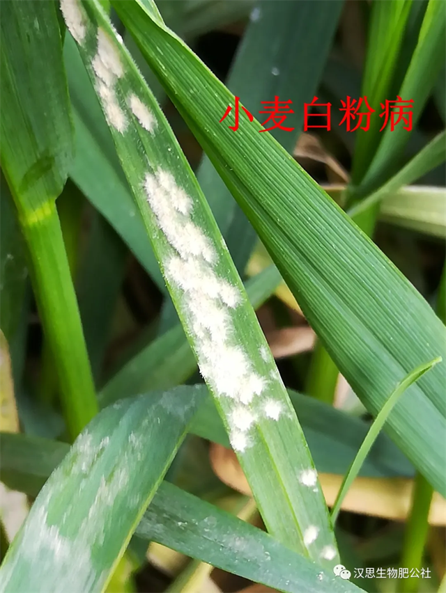 小麥抽穗揚花期“一噴多防”你做了嗎？